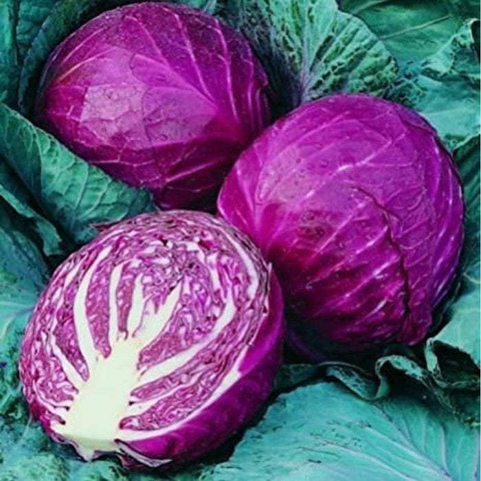 Cabbage Red Acre Heirloom