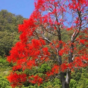 Brachychiton Acerifolius ‘Illawarra Flame Tree’ Seeds