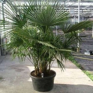 Trachycarpus Fortunei ‘Chinese Wind Mill Palm’ Seeds
