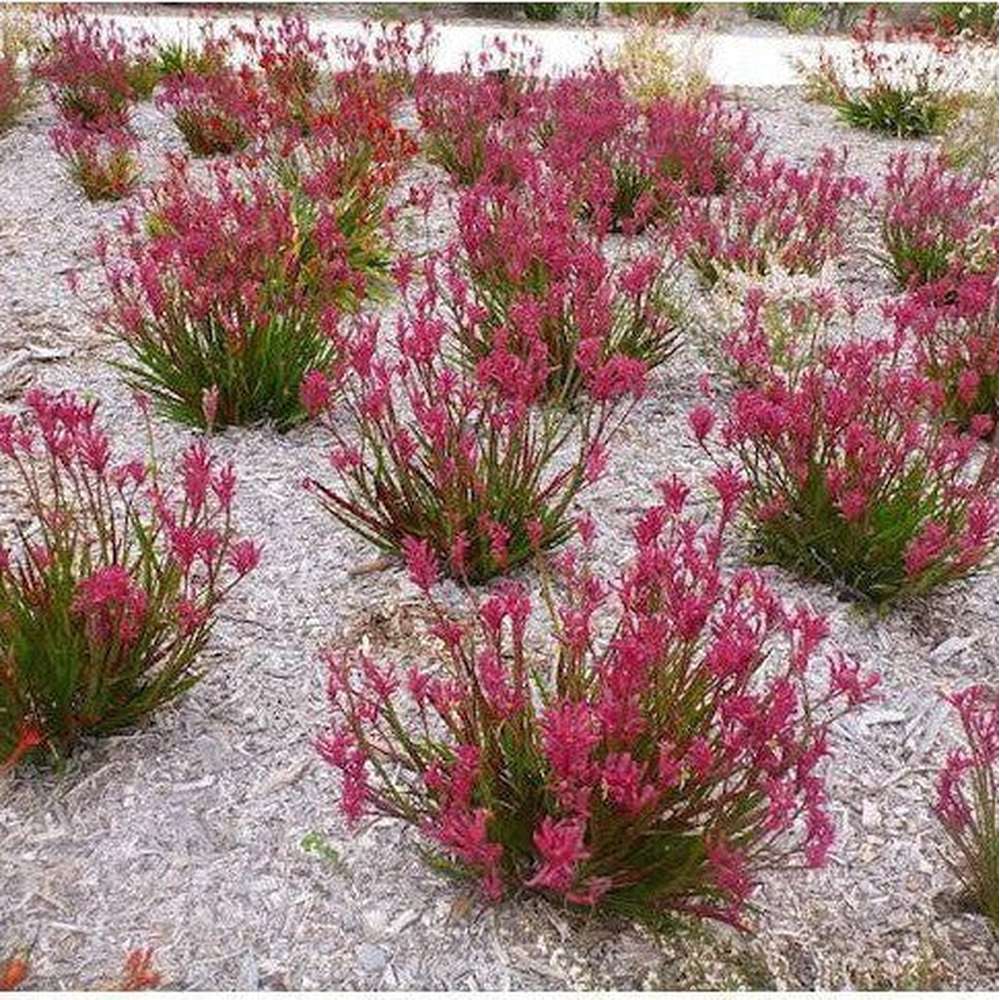 kangaroo paw plant seeds Kangaroo Paw 'Mixed Colours Seed Pack' – D&H Seed Harvest Co