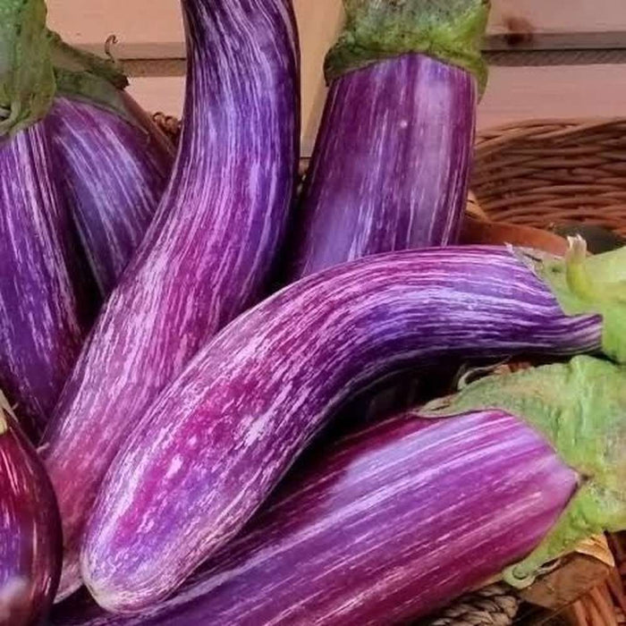 Eggplant 'Tsakoniki' Seeds