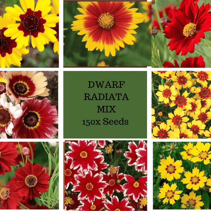 Coreopsis Dwarf Radiata Mix