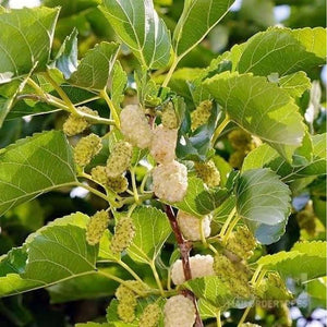 Morus Alba 'White Mulberry Tree' Seeds