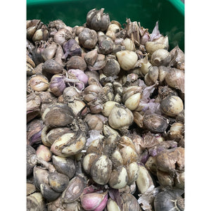 SEED QUALITY Tassie Purple Garlic 500g