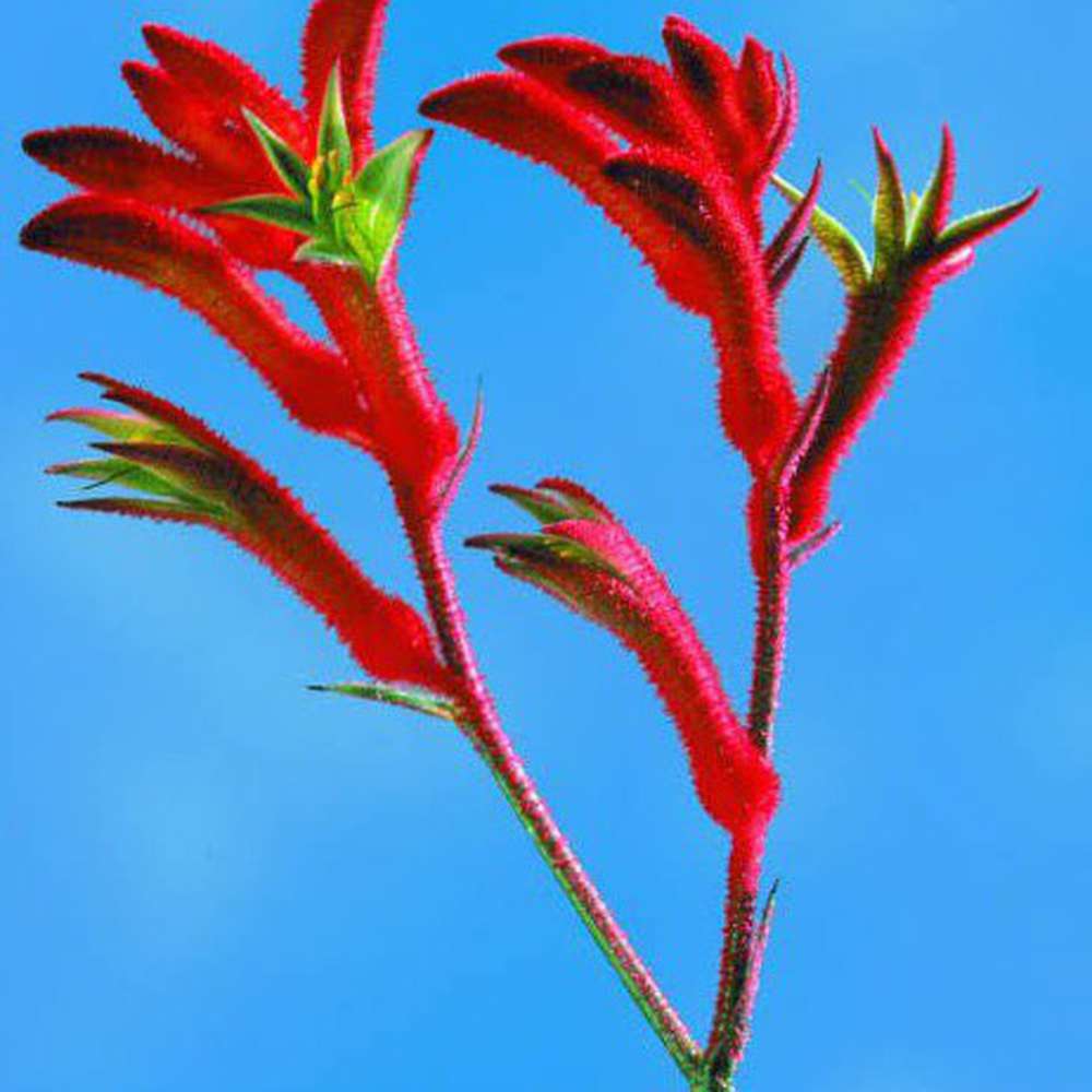 kangaroo paw plant seeds Kangaroo Paw 'Mixed Colours Seed Pack' – D&H Seed Harvest Co