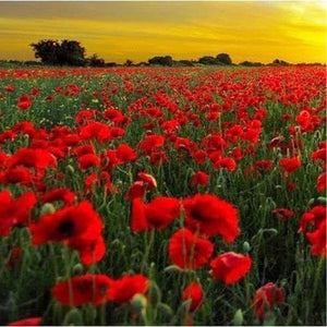 SAMPLE SIZE Poppy 'Red Flanders' Seeds