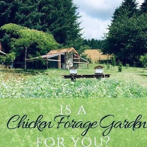 Chook Forager & Grazing Bumper Seed Pack