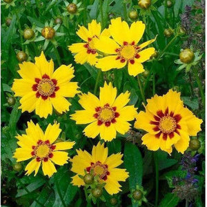 Coreopsis Dwarf Radiata Mix