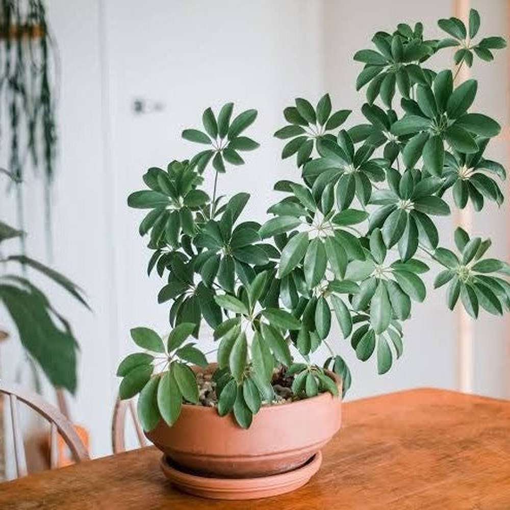 dwarf schefflera heptapleurum arboricola Schefflera Arboricola 'Dwarf Umbrella Tree' Seeds – D&H Seed Harvest Co