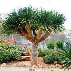 dracaena draco seeds Dracaena Draco 'Dragon Blood Tree' Seeds – D&H Seed Harvest Co