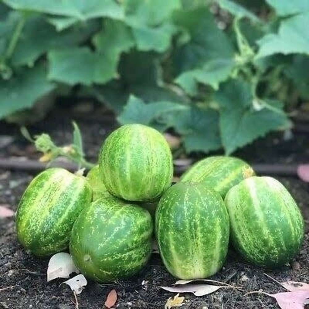 Cucumber - Richmond Green Apple – D&H Seed Harvest Co