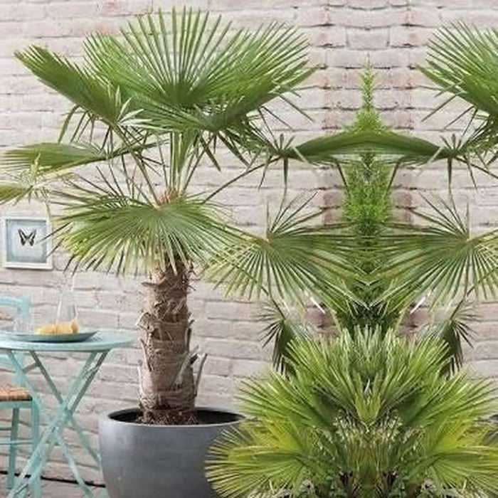 Trachycarpus Fortunei ‘Chinese Wind Mill Palm’ Seeds
