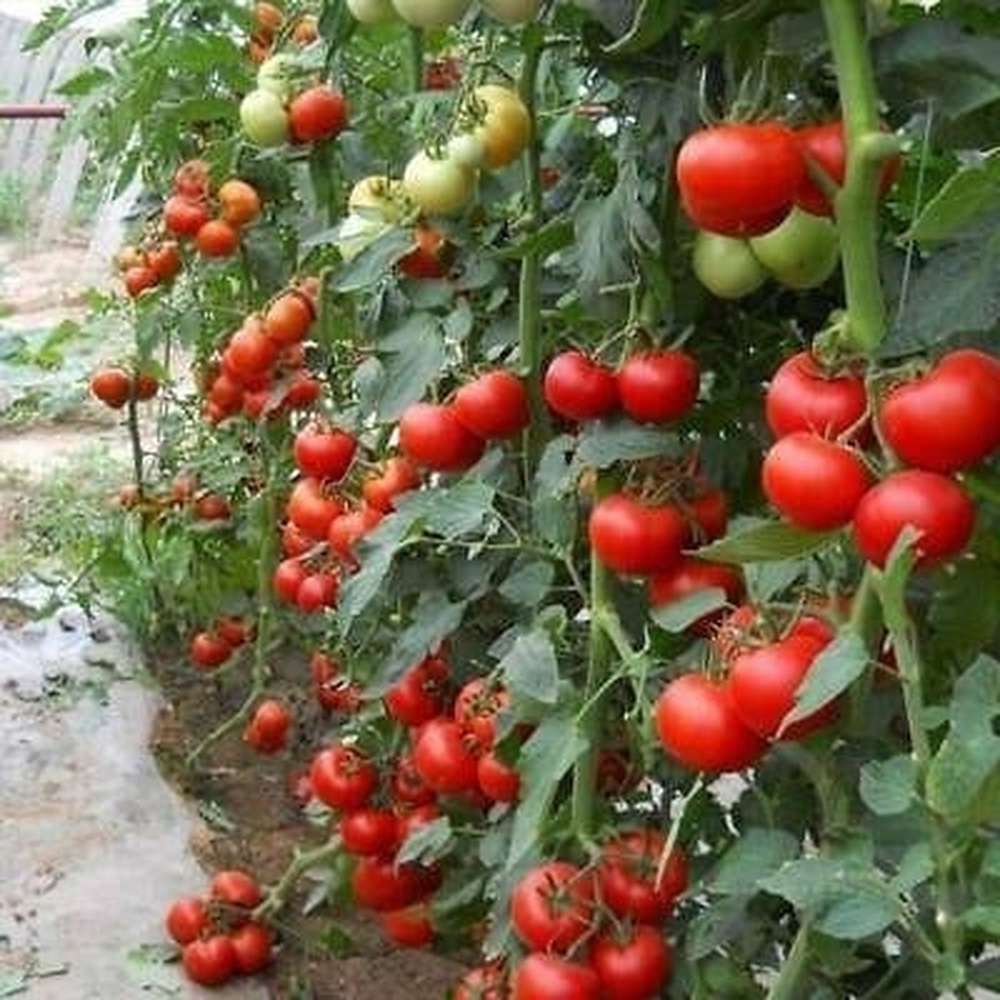 money maker plants pictures Tomato 'Money Maker' Seeds – D&H Seed Harvest Co
