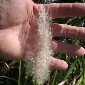 Imperata Cylindrica 'Red Cotton Grass’