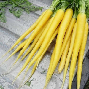 Carrot ‘Solar Yellow' Seeds