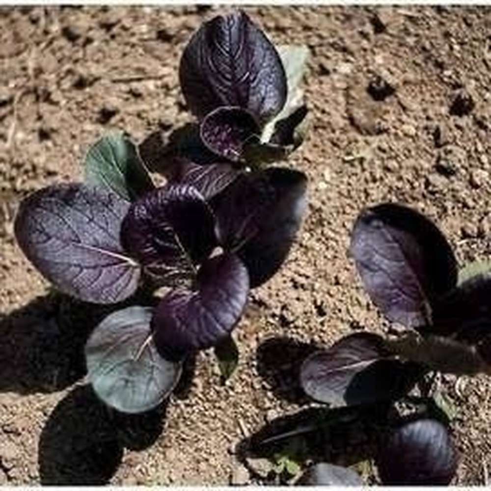 Pakchoi Hybrid Purple Heirloom – D&H Seed Harvest Co