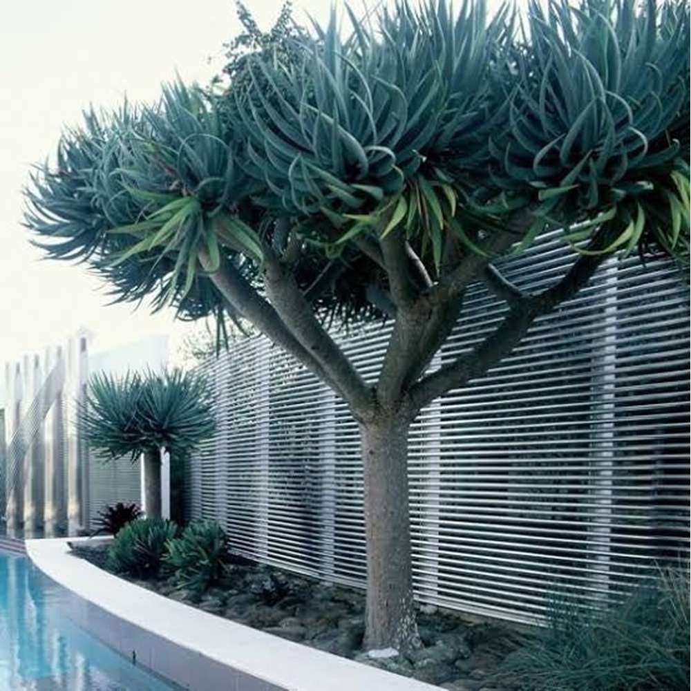 dracaena draco malaysia Dracaena Draco 'Dragon Blood Tree' Seeds – D&H Seed Harvest Co