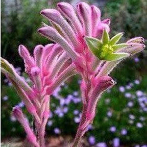 kangaroo paw plant seeds Kangaroo Paw 'Mixed Colours Seed Pack' – D&H Seed Harvest Co
