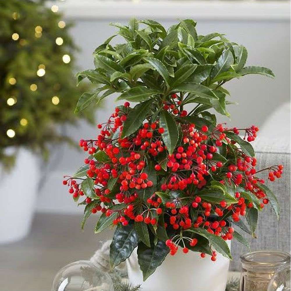 house plant with red berries Ardisia Crenata 'Christmas Berry' – D&H Seed Harvest Co