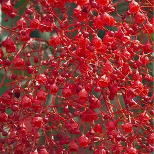 Brachychiton Acerifolius ‘Illawarra Flame Tree’ Seeds