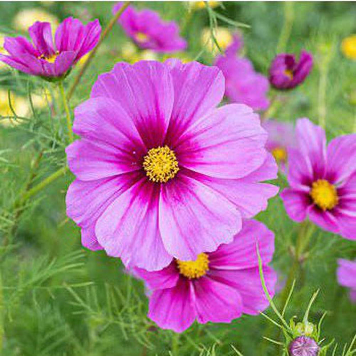 Cosmos'Sensation Radiance' Seeds