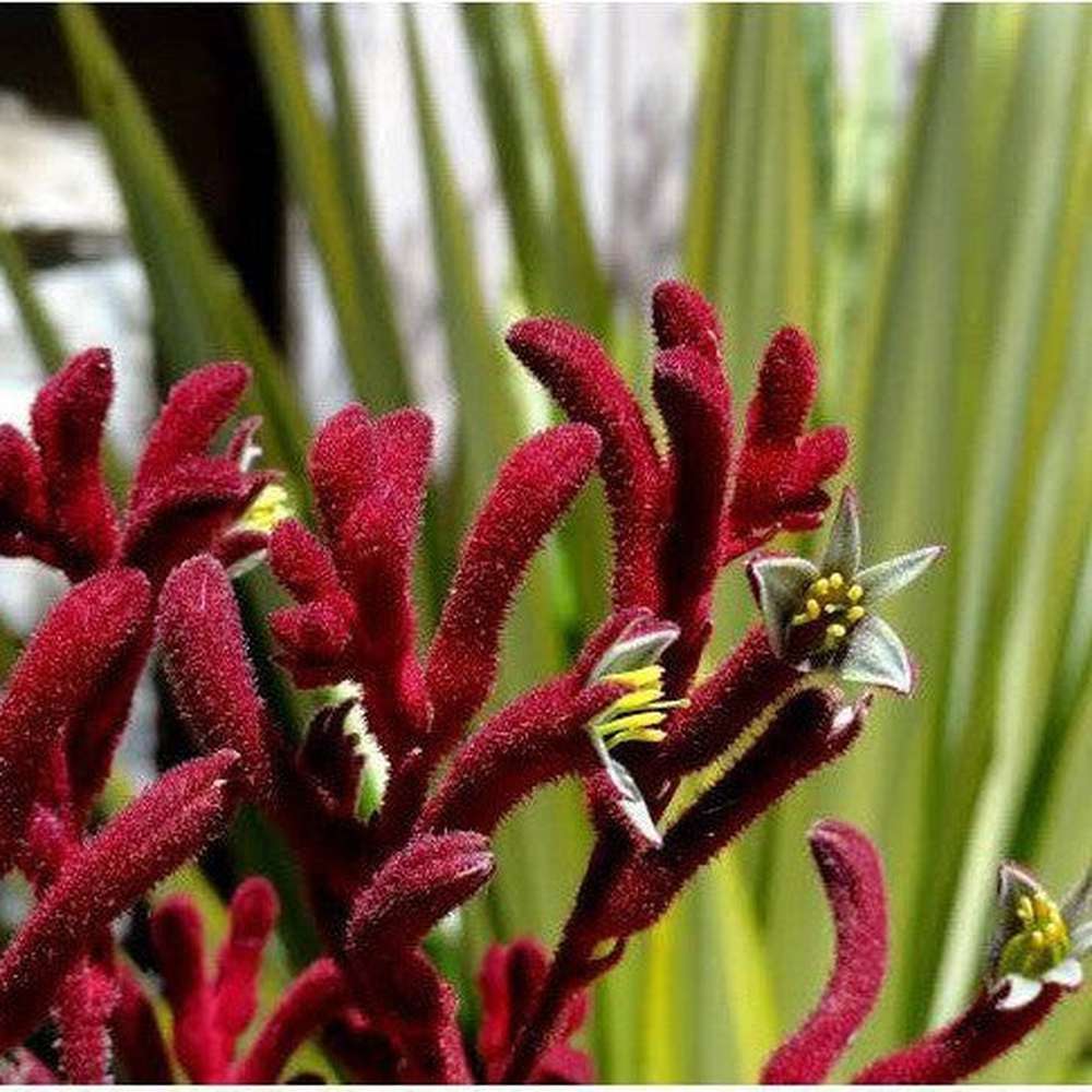 kangaroo paw plant seeds Kangaroo Paw 'Mixed Colours Seed Pack' – D&H Seed Harvest Co