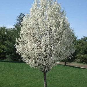 Pyrus Calleryana 'Callery Pear' Seeds