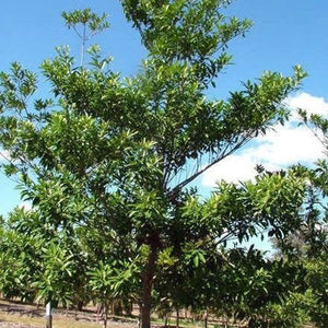 Elaeocarpus Grandis ’Blue Quandong' Seeds