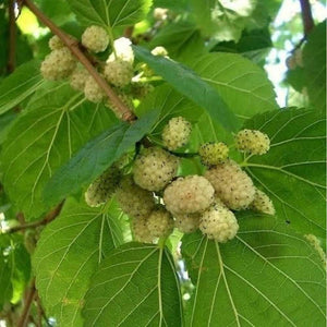 Morus Alba 'White Mulberry Tree' Seeds