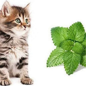 The Cat Pack - Cat Nip, Cat Grass and Lemon Cat Balm