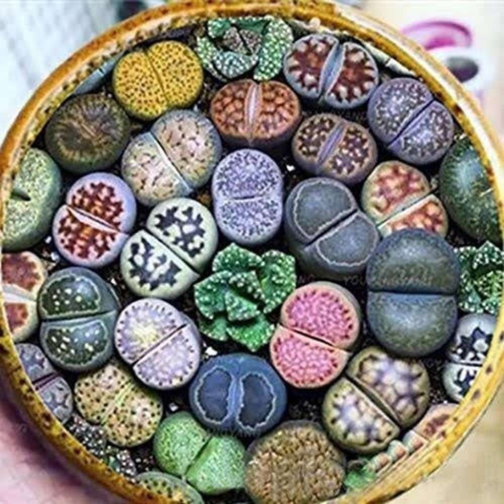 lithops succulents Lithops Succulent Mixed Seed Packets – D&H Seed Harvest Co