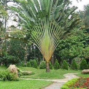 Ravenala Madagascariensis - Traveler’s Palm