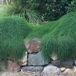 Casuarina Glauca ‘Cousin It’ Seeds