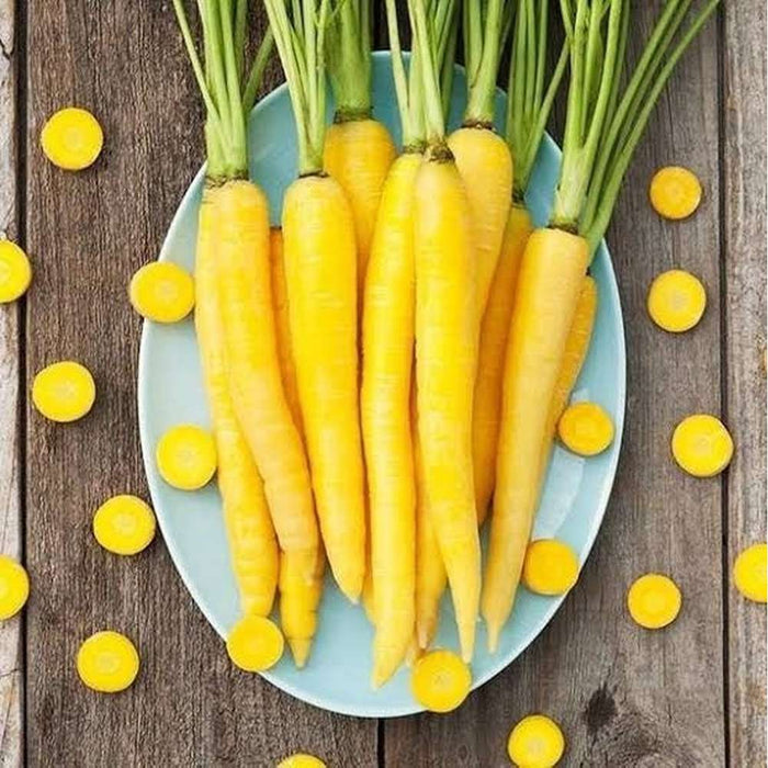 Carrot ‘Solar Yellow' Seeds