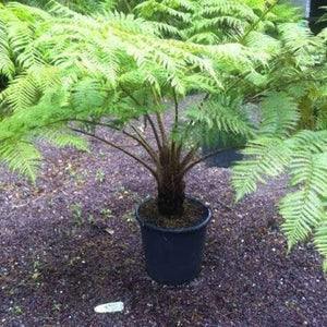 Cyathea Australis ‘Rough Tree Fern’ - 500x spores