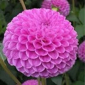 Dahlia ‘Pom Pom Double Flowered Mix’
