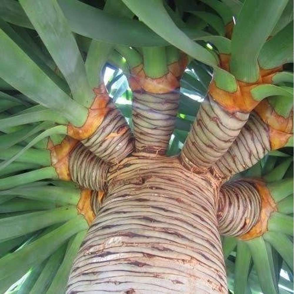 dracaena draco fruit Dracaena Draco 'Dragon Blood Tree' Seeds – D&H Seed Harvest Co