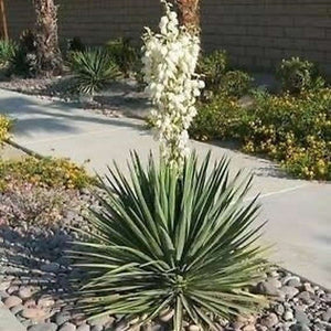 adams succulent corn Yukka