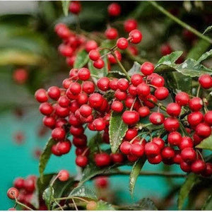 Ardisia Crenata ‘Christmas Berry’