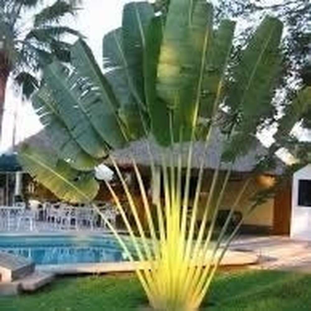 RAVENALA madagascariensis - Travelers Palm, seed, buy – Australian Seed