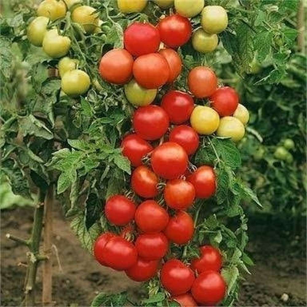 money maker plant images Tomato 'Money Maker' Seeds – D&H Seed Harvest Co