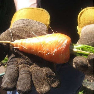 Carrot 'Short Kuroda' Seeds