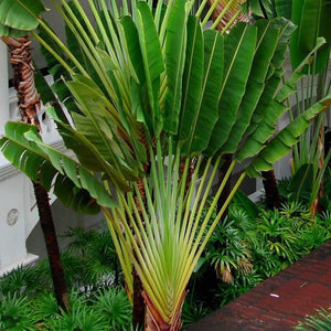 Ravenala Madagascariensis - Traveler’s Palm