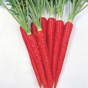 Carrot ‘Scarlet Red' Seeds