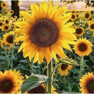 Sunflower ‘Sunbird’ Seeds