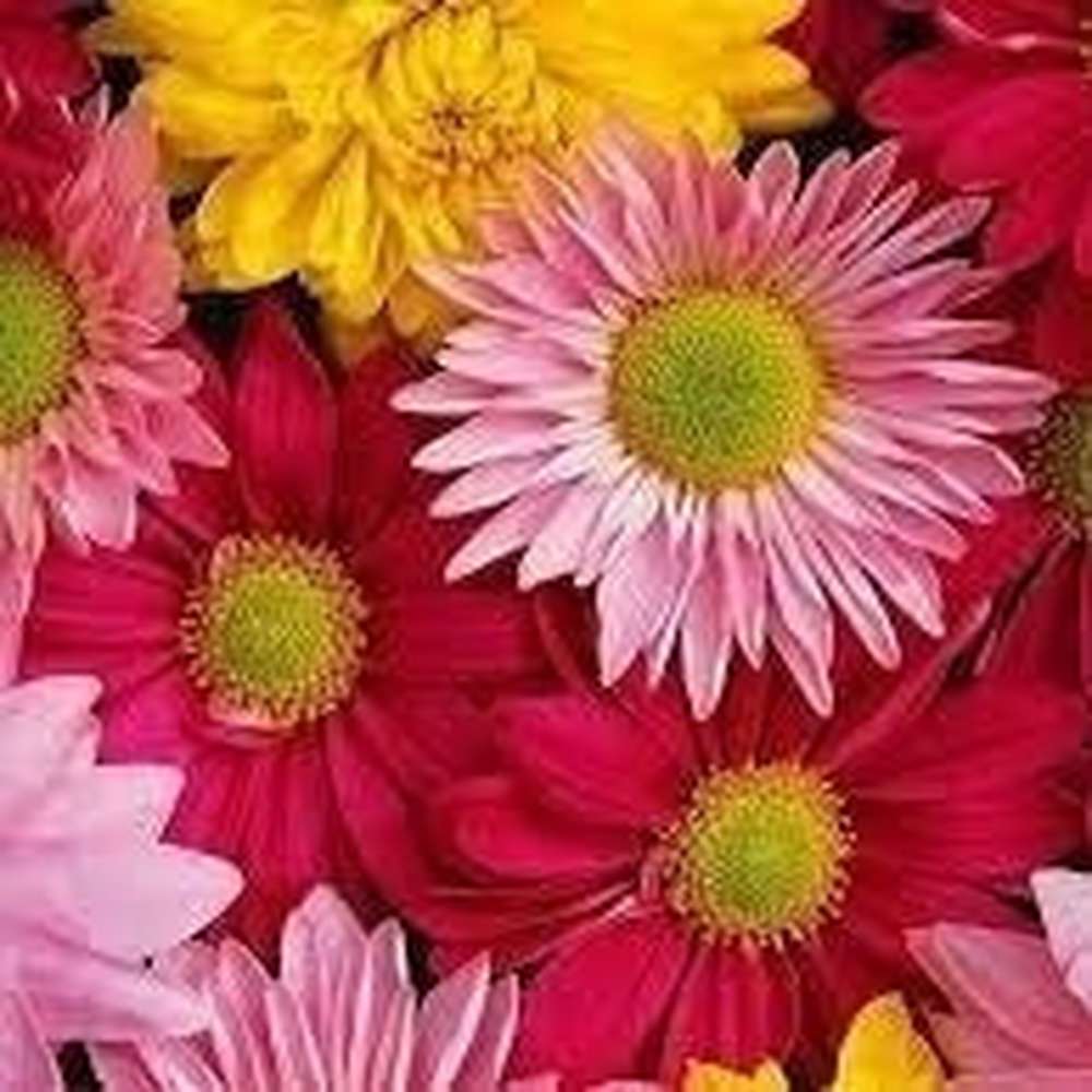 monthly flower seed subscription The Seed Club *Flower Garden* Monthly Seed Subscription – D&H Seed Harvest Co