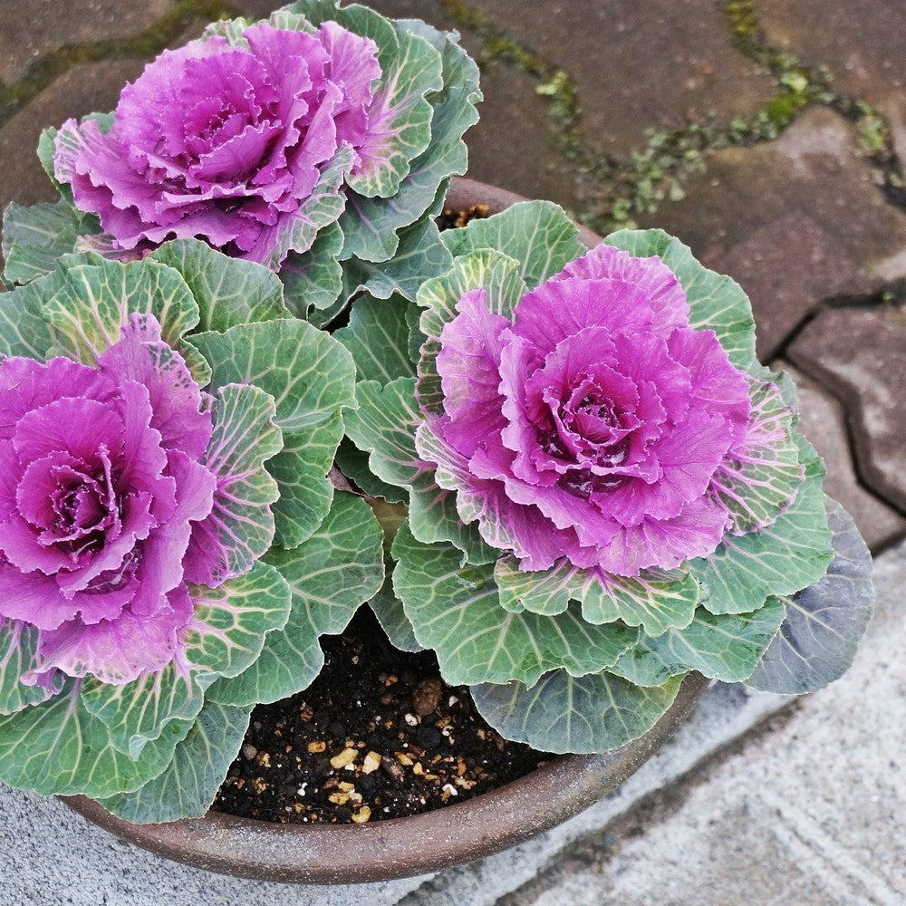cabbage flower seeds Ornamental Flowering Cabbage Seeds – D&H Seed Harvest Co
