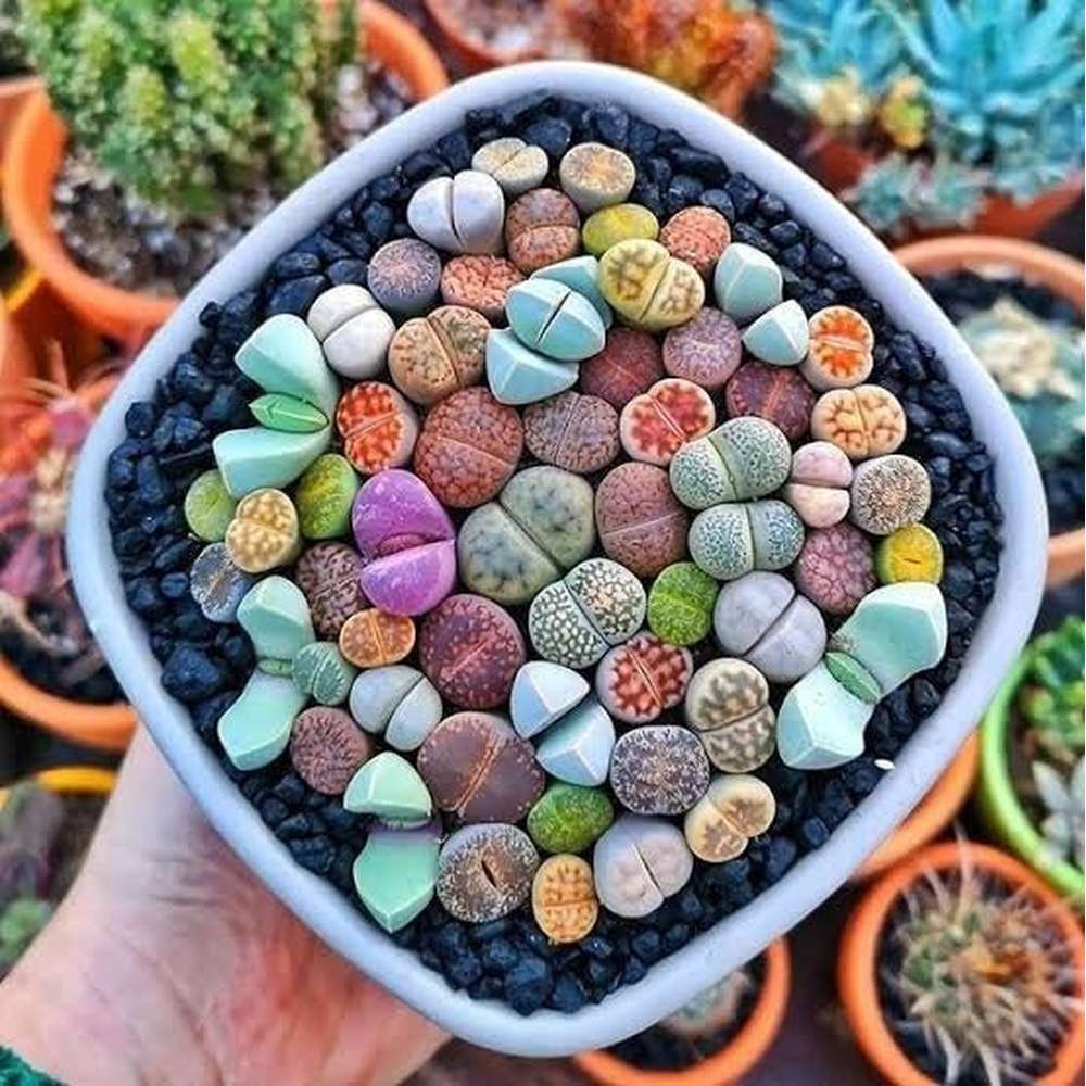 harvest succulent seeds Lithops Succulent Mixed Seed Packets – D&H Seed Harvest Co