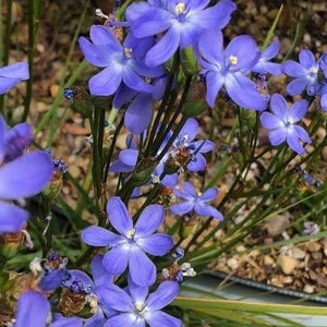 Orthrosanthus Multiflorus ‘Morning Iris’