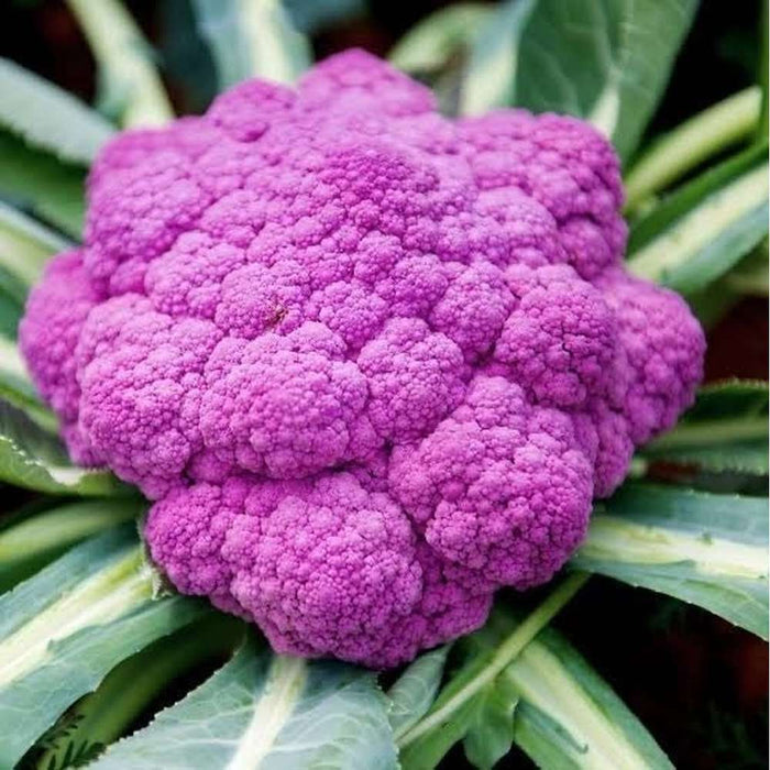 Cauliflower 'Purple Sicily' Seeds